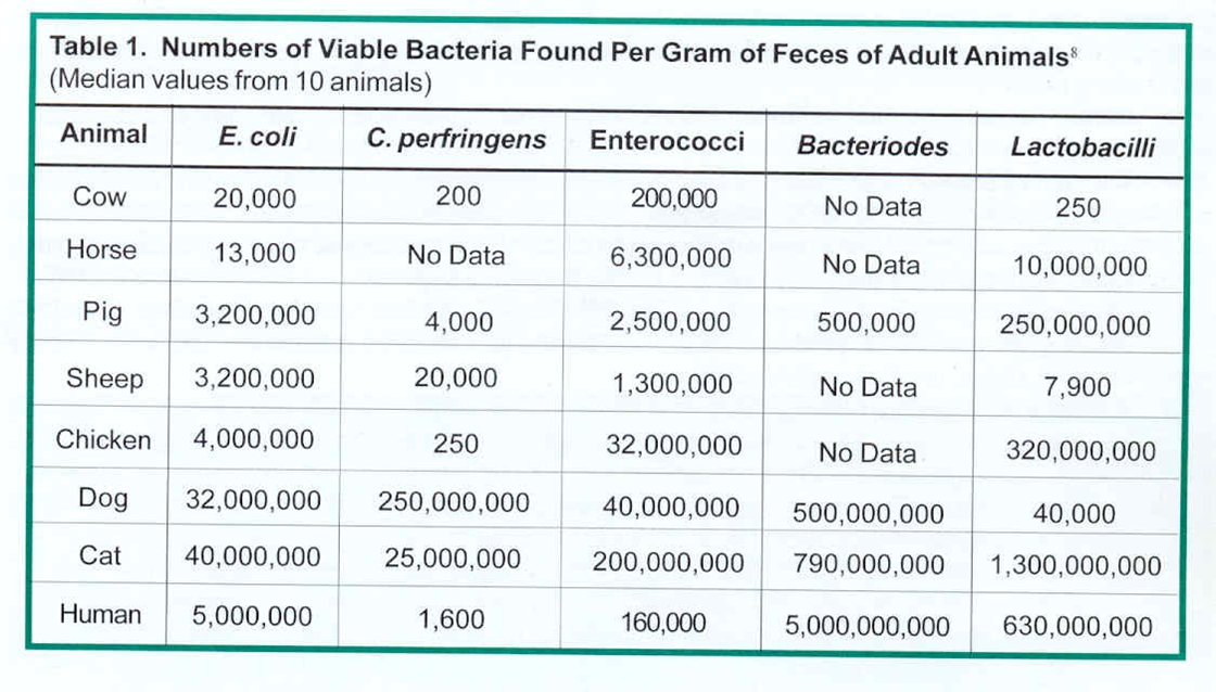 what bacteria is in dog poop